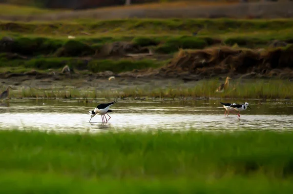 Beyaz Başlı Stilt Himantopus Leucocephalus Recurvirostridae Familyasından Bir Kuş Türü — Stok fotoğraf