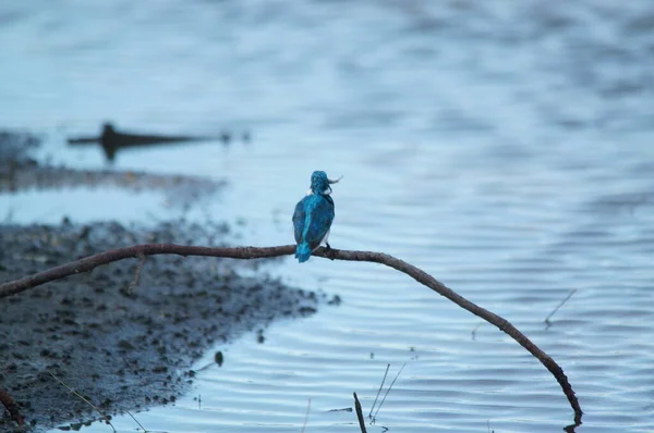 Cerulean kingfisher(Alcedo coerulescens) is akingfisherin the subfamilyAlcedininaewhich is found in parts ofIndonesia. With an overall metallic blue impression. This bird is in a branch.