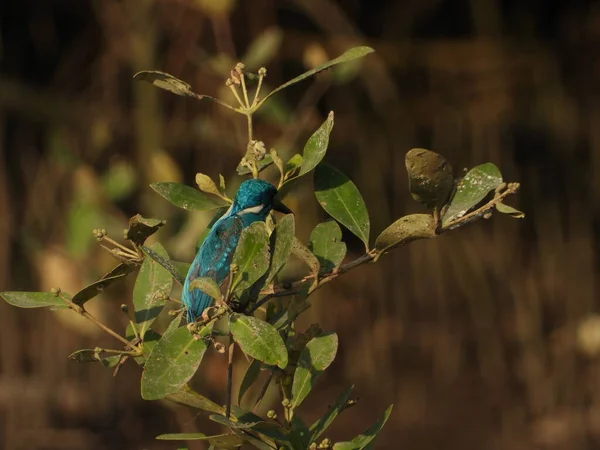 Martin Pêcheur Alcedo Coerulescens Pêche Dans Sous Famille Alcedinaequi Trouve — Photo