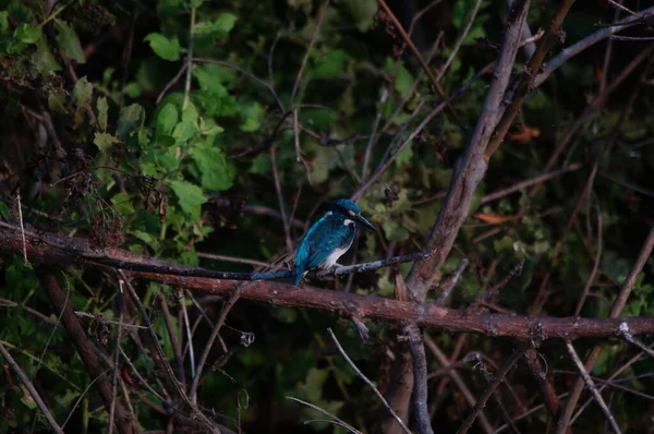 塞缪尔翠鸟 Cerulean Kingfisher Alcedo Coercive Ulescens 是生活在印度尼西亚部分地区的亚科中的一种翠鸟 整体金属蓝色的印象 这只鸟在树枝上 — 图库照片