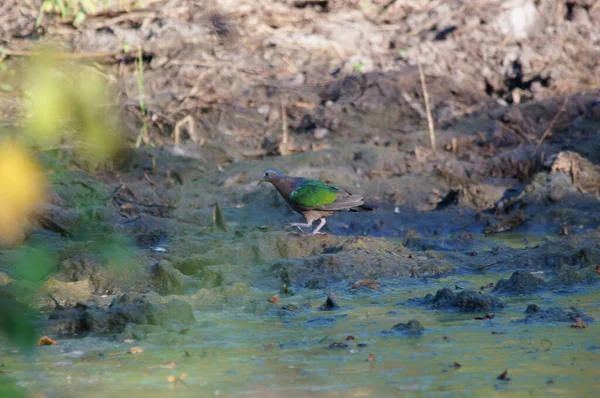 Pomba Esmeralda Comum Está Procura Comida Poças — Fotografia de Stock