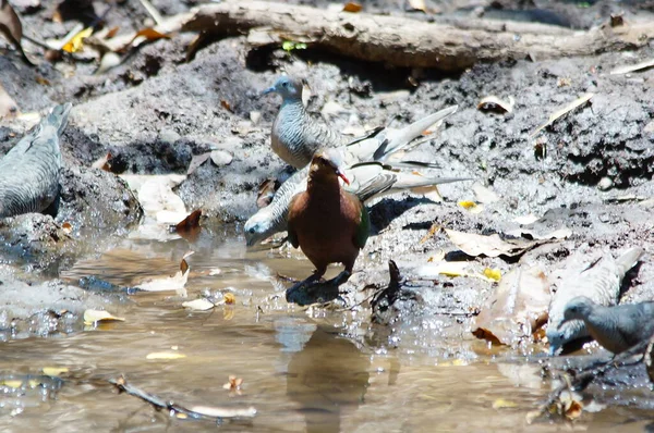 Zümrüt güvercin su birikintilerinde yiyecek arıyor.