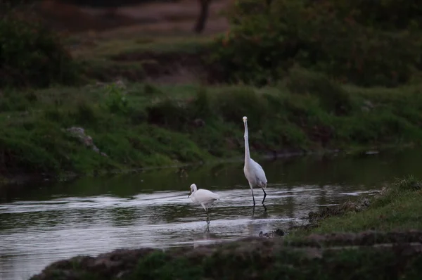 Ardea Alba Una Especie Ave Paseriforme Familia Ardeidae Del Género — Foto de Stock