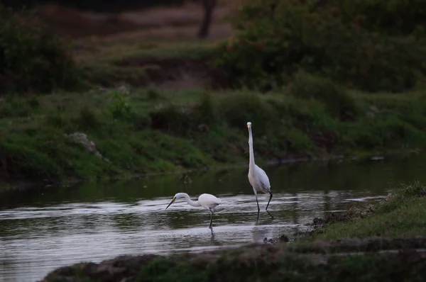 Большая Цапля Ardea Alba Вид Птиц Семейства Ardeidae Род Egretta — стоковое фото