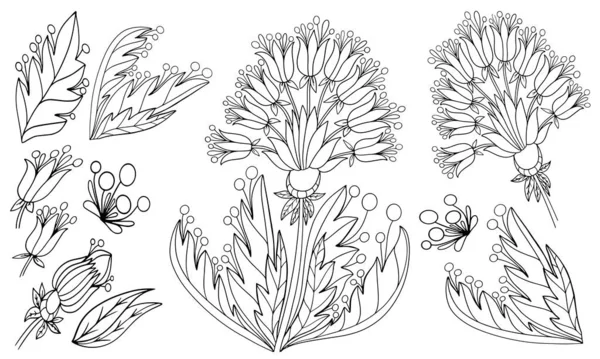 Készlet Fiktív Virágos Elemek Színező Izolátum Fehér Háttér Illusztráció Könyv — Stock Vector