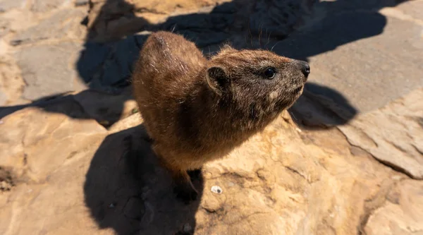 Rock Dassie ya da Hyrax kayanın üstünde güneşleniyor