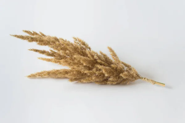 Hoja Planta Campo Silvestre Seca Sobre Fondo Blanco — Foto de Stock