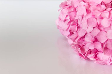 Beyaz reflektif arka planda pembe ortanca çiçekleri. Boş alanı kopyalayan fotoğraf.