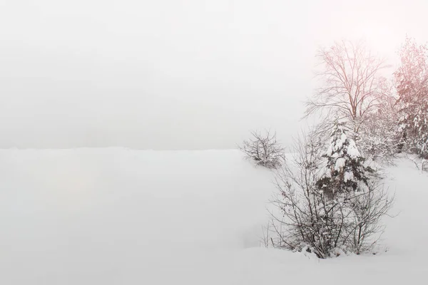 Paisaje Invernal Con Árboles Arbustos Espacio Blanco — Foto de Stock