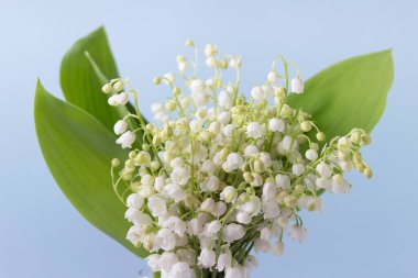 Mavi arka planda büyük yeşil yapraklı vadi zambakları..