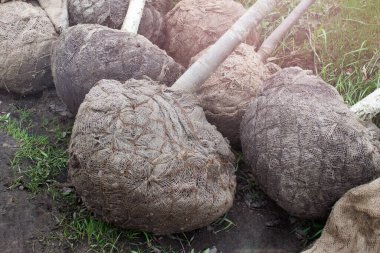 Kaba kumaşla kaplanmış ağaç kökleri şehir peyzajı için tohum ekmeye hazır..