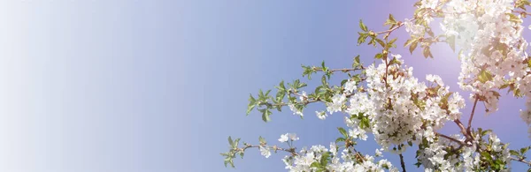 Wide banner with summer flowers on the background of blue sky. Photo with copy blank space.