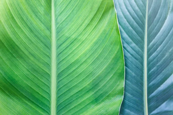 Gros Plan Texture Des Grandes Feuilles Plantes Tropicales Deux Feuilles — Photo