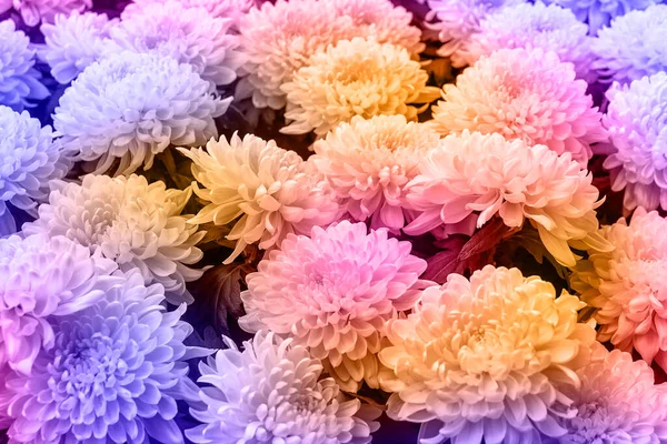 Muitas Flores Dahlia Buquê Colorido Com Amarelo Azul Magenta Gradiente — Fotografia de Stock