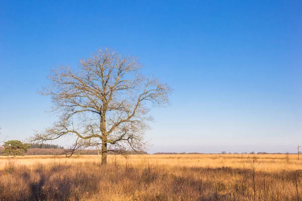 Single Tree Heather Field Noordsche Veld Drenthe Netherlands — Stock Photo, Image