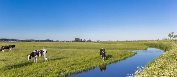 Panorama of a dutch cows dtanding at a little river in Groningen, Netherlands