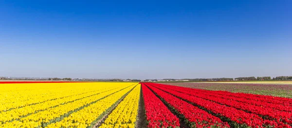 Panorama Campo Tulipas Cores Vermelhas Amarelas Vibrantes Noordoostpolder Países Baixos — Fotografia de Stock