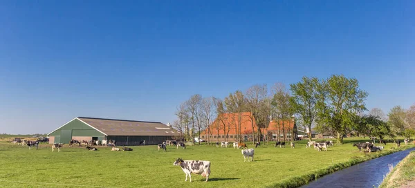 Panorama Krav Před Typickou Holandskou Farmou Noordoostpolderu Nizozemsko — Stock fotografie