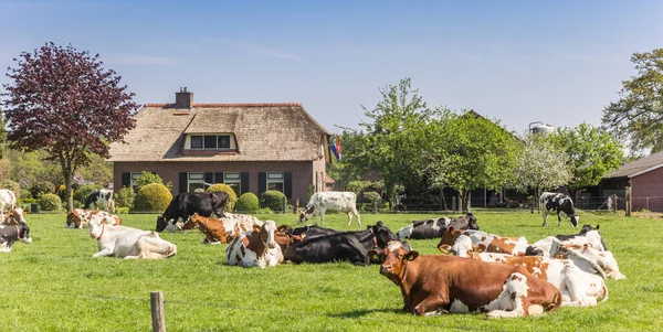 Kor Framför Ett Traditionellt Hus Overijssel Nederländerna — Stockfoto