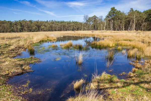 Liten Damm Skogen Drents Friese Wold Nederländerna — Stockfoto