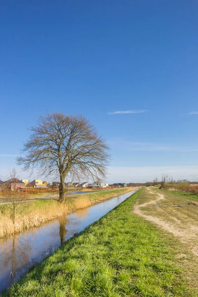 Tree Standing Canal Nature Reserve Onlanden Netherlands — Stock Photo, Image