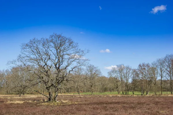 Bold Tree Landscape Drenthe Orvelte Netherlands — Stock Photo, Image