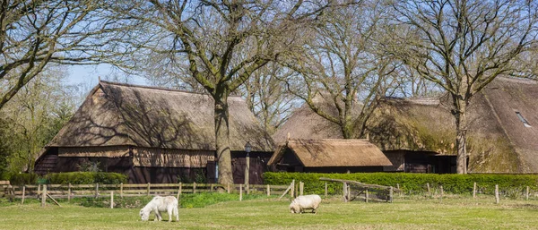 Panorama Owiec Koników Farmie Orvelte Holandia — Zdjęcie stockowe