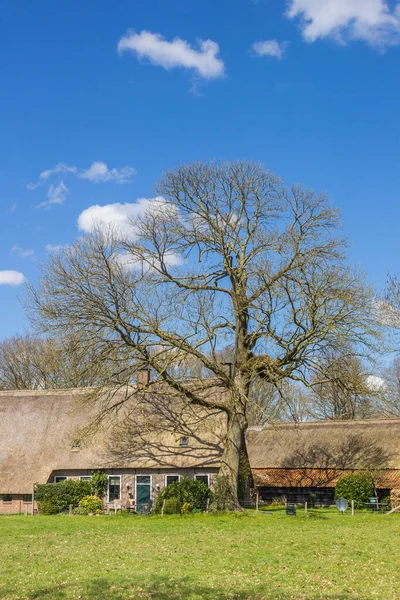 Stare Drzewo Przed Zabytkowym Domem Rustykalnym Orvelte Holandia — Zdjęcie stockowe