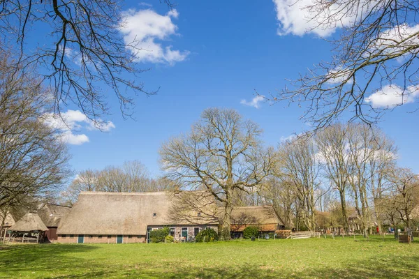 Drzewa Otaczające Starą Farmę Orvelte Holandia — Zdjęcie stockowe