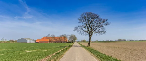 Panorama Lone Tree Road Flat Landscape Groningen Holland — Stock Photo, Image