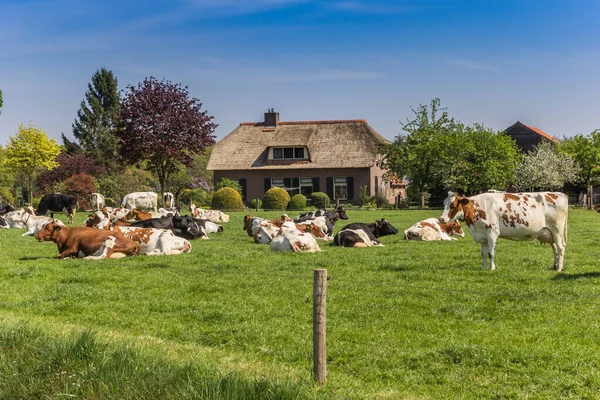 Kor Framför Ett Traditionellt Hus Overijssel Nederländerna — Stockfoto