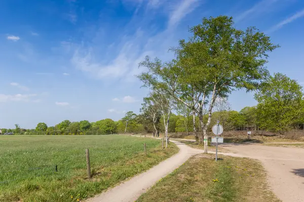 Dirt Road Sallandse Heuvelrug National Park Netherlands — Stock Photo, Image