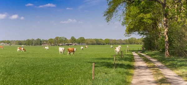 Panorama Herd Brown White Cows Dirt Road Overijssel Netherlands — Stock Photo, Image