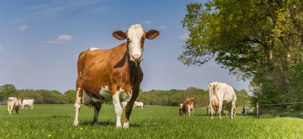 Panorama Einer Braunen Holsteinkuh Gras Den Niederlanden — Stockfoto