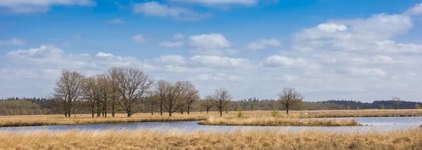 Panorama Des Arbres Bord Lac Duurswouderheide Pays Bas — Photo