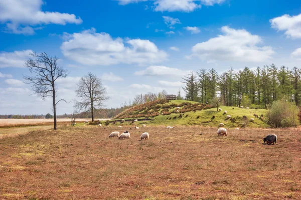 Sheep Front Lookout Hiil Duurswouderheide Netherlands — Stock Photo, Image