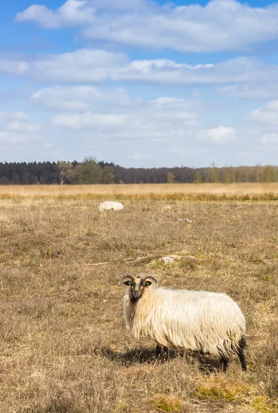 Hornfår Ljungfälten Duurswouderheide Nederländerna — Stockfoto