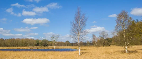 Panorama Birch Tree Little Pool Duurswouderheide Netherlands — Stock Photo, Image