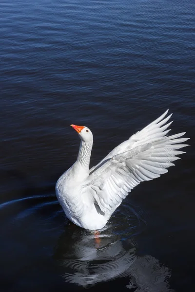White Goose Spreading Its Wings Blue Water Ready Take — Stock Photo, Image