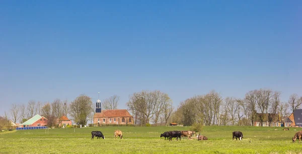 Cows Front Village Fransum Groningen Netherlands — Stock Photo, Image
