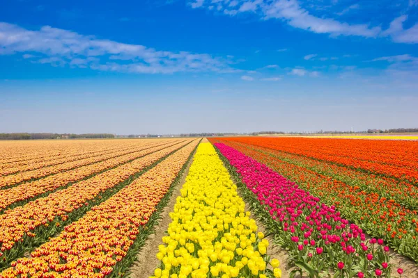 Φωτεινά Χρώματα Ενός Πεδίου Τουλίπες Noordoostpolder Ολλανδία — Φωτογραφία Αρχείου