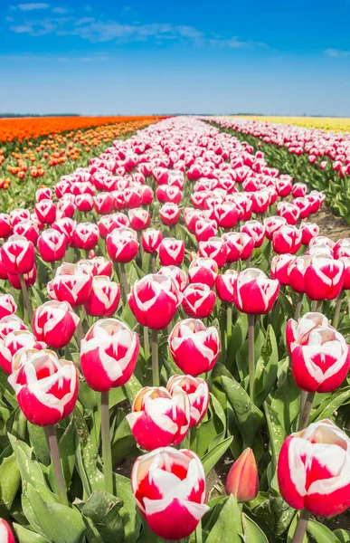 Zblízka Červené Bílé Tulipány Noordoostpolder Nizozemsko — Stock fotografie