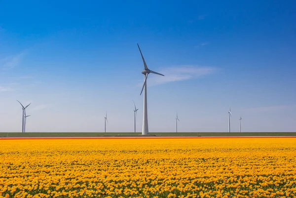 Žluté Tulipány Před Větrnými Turbínami Noordoostpolderu Nizozemsko — Stock fotografie