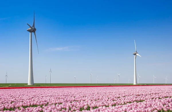 Růžové Tulipány Větrné Turbíny Jaře Nizozemsku — Stock fotografie