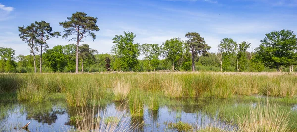 Panorama Wetlands Drentse Nature Reserve Netherlands — Stock Photo, Image