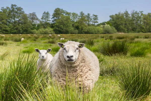 Moderfår Med Lamm Det Höga Gräset Drenthe Nederländerna — Stockfoto