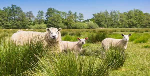 オランダ ドレンテの草の中に子羊がいる母羊のパノラマ ロイヤリティフリーのストック画像