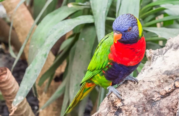 Kleurrijke Regenboog Lori Keet Zittend Een Palm Boom Tak — Stockfoto