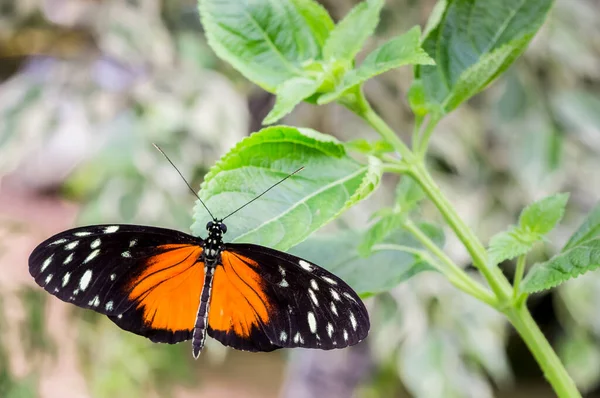 Heliconius Hecale Mariposa Negra Naranja Sentada Sobre Una Planta Verde — Foto de Stock