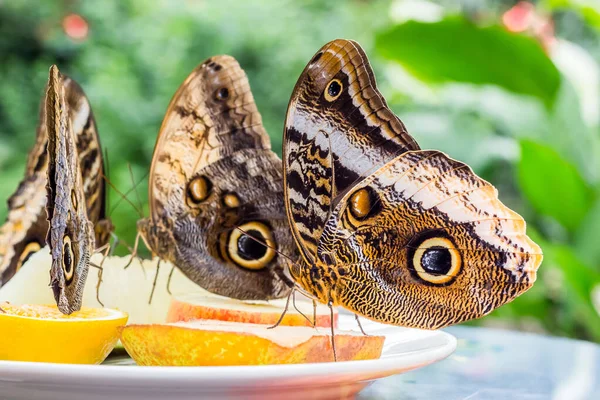 Mariposas Búho Caligo Alimentándose Plato Con Fruta — Foto de Stock